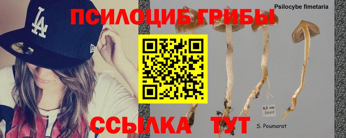 Псилоцибиновые грибы ЛСД  Псилоцибиновые грибы Psilocybe  Кизляр  хочу наркоту  Вход с VPN 